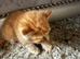 Beautiful kittens