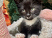 VERY LOVING BOY KITTEN READY NOW