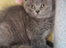 Beautiful blue British shorthair girl