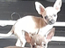 3 beautiful chihuahua puppys