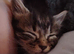 Last Tabby Boy - Ready to leave
