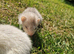 True micro ferrets