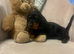 2 female mini dachshund puppies