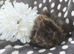 Bunch of guinea pigs