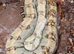 Quick Sale - Hogg Island Dwarf Boa Adult at Birmingham Reptiles