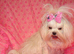 Gorgeous Babydoll KC Registered Korean Maltese Girl 2 Years Old