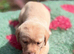 Chocolate/Yellow Lab puppies