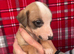 Striking whippet pups!!!