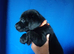 3 Labrador puppys