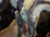 Baby hand reared budgies
