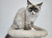 Tica Ragdoll Girl HCM and PKD Certyficate