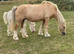 14.2 ride and drive mare