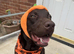 3 year old chocolate labrador