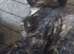 2 kittens girls left