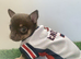Tiny chihuahua puppies