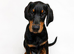 HIGH QUALITY DOBERMAN PUPPIES – CHAMPION BLOODLINES – FULLY HEALTH TESTED PARENTS