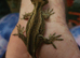 Young Gargoyle Gecko with setup