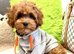 Maltipoo Puppies