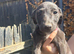 Lurcher puppies for sale