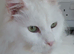 Registered Female maine coon