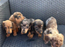 Miniature Dapple Puppts
