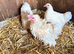 BEAUTIFUL PEKIN BANTAMS