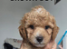 CAVAPOOCHON LITTER