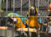 Blue and gold baby macaws