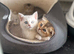 Adorable Scottish fold kittens
