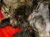 Persian chinchilla male