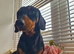 For stud! KC registered miniature dachshund