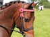 Safe Show Pony/ PC Allrounder/Dressage Pony