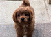 Gorgeous Cavapoo puppies 2 boys hereditary health tested clear. Ready now