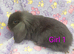 Gorgeous mini lop & mini lion lops