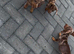 Dachshund puppy’s