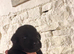 2 gorgeous Labrador puppies still available