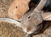 Bonded boys