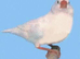 Wanted zebrafinch