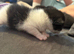 2 kittens looking for forever home in Rotherham