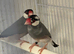 X2 Java finches