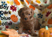 F2B home reared Cavapoo puppies