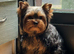 KC reg tea cup Yorkshire terrier girl