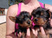 Yorkshire terrier puppies