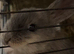 Loving baby bunny