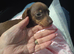Miniature dachshund