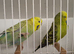 Exposition Budgies