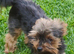 Very tiny Yorkshire terrier