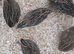 Cockateils and Quails