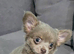 Gorgeous long coat chihuahua