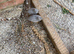 Young Chinese painted quail £10 each